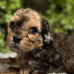 Cavapoos from Min’s Cava-Cuties