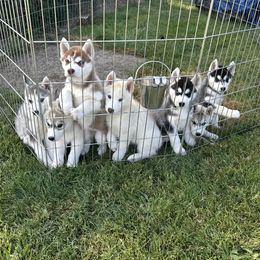 Siberian Husky Puppies from Valerie Schmaltz