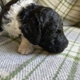 Labradoodle Puppies from Pisgah Creek Doodles