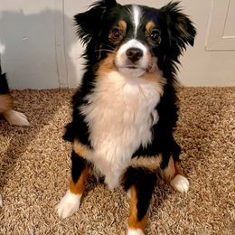 Miniature Australian Shepherds and Toy Australian Shepherds from Happy Puppy Paws
