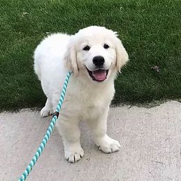 Golden Retriever Puppies from Dreaming Tree Goldens