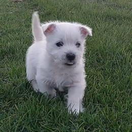 Green Boy - White male West Highland White Terrier puppy in Macy, Indiana from Country Grove Breeding LLC
