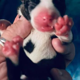 American Staffordshire Terrier Puppies from Angel Moon Terriers