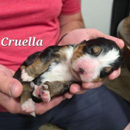 Cruella - Tri-color male Bernedoodle puppy in Blackfoot, Idaho from Draper Mountain Doodles