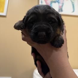 Rose - Black and tan female German Shepherd puppy in Brighton, Michigan from Szegi Haus K9 Solutions