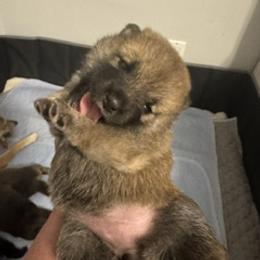 Kira - Sesame female Shiba Inu puppy in Tamarac, Florida from The Queen of Shibas