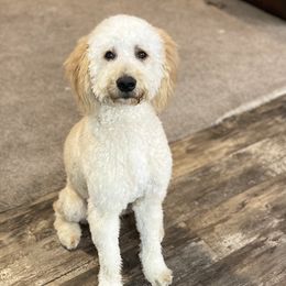 Goldendoodles from The Golden Rule Doodles