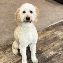 Goldendoodles from The Golden Rule Doodles