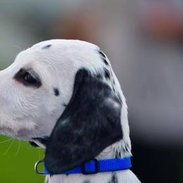 Dalmatian Puppies from SpotWise Dalmatians