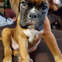 Boxer Puppies from VLH BOXERS