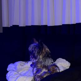 Yorkshire Terrier Puppies from Missy Lu Lap Puppies