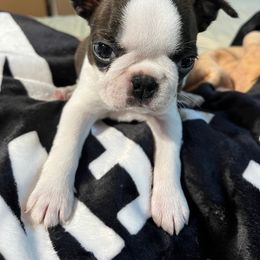 Boston Terrier Puppies from Tharps Boston Terriers