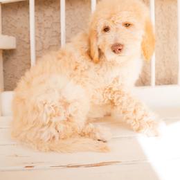 Aussiedoodle and Goldendoodle Puppies from Ever After Doodles Arizona