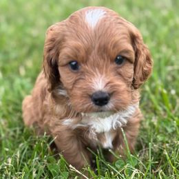 Clifford - Brown male Cavapoo puppy in Hallsville, Missouri from Cedar Hill Pups