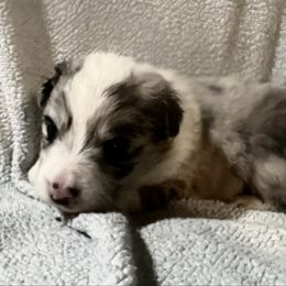 Dipper - black collar - Blue merle male Border Collie puppy in Crawfordsville, Indiana from Rescued Dreams Border Collies