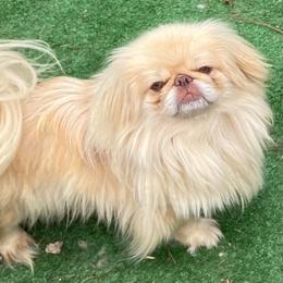 Ruby - Biscuit female Pekingese puppy in Cumming, Georgia from Imperial Pekingese