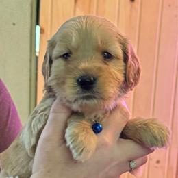 Blue - Apricot male Goldendoodle puppy in Indianapolis, Indiana from ZuGolden Retrievers & Doodles