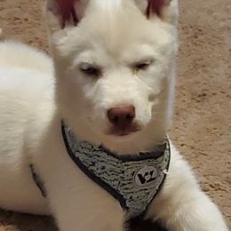 Siberian Huskies from Mystic Siberian Huskies & Best Friends