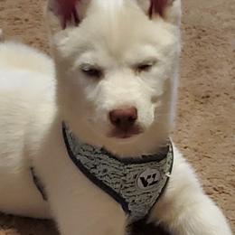 Siberian Huskies from Mystic Siberian Huskies & Best Friends