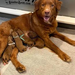 Nova Scotia Duck Tolling Retrievers from Race Point Nova Scotia Duck Tolling Retrievers