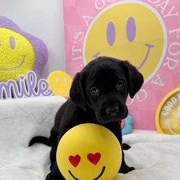 Yellow - Black female Labrador Retriever puppy in Heath Springs, South Carolina from Rich Hill Retrievers