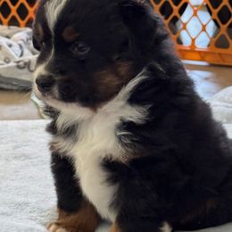 Miniature Australian Shepherd and Toy Australian Shepherd Puppies from Popparosa Toy & Mini Aussies