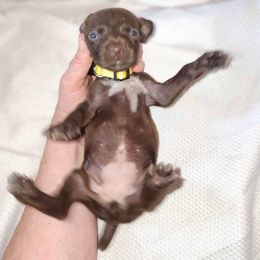 Girl 1 - German Shorthaired Pointer puppy from Dow Family