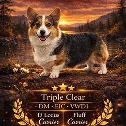 Tater - Pembroke Welsh Corgi