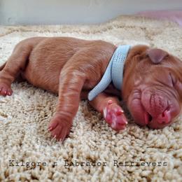 Labrador Retriever Puppies from Kilgore’s Labrador Retrievers