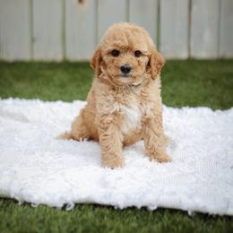 Olive - Red  female Goldendoodle puppy in Boise, Idaho from Goldendoodle Baby