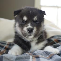 Bear - Black and white male Siberian Husky puppy in Wiscasset, Maine from Running with Huskies