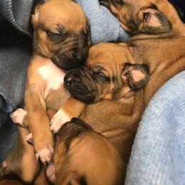 Rhodesian Ridgeback Puppies from Karhiba Rhodesian Ridgebacks