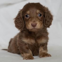 Piglet - Chocolate and cream male Dachshund puppy in Memphis, Tennessee from Lone River Dachshunds