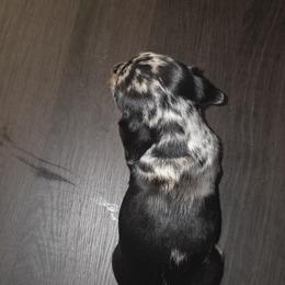 Dachshund Puppies from Joseph Dachshund's