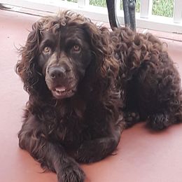 Boykin Spaniels from Melissa's Boykins
