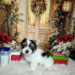 Brody 3250 AKC - Black tan and white male Biewer Terrier puppy in Nicholls, Georgia from Southeast Biewers