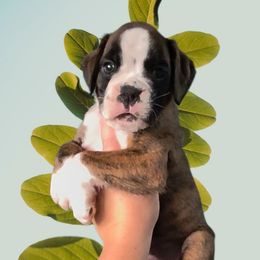 Brindle boy - Brindle male Boxer puppy in Red Boiling Springs, Tennessee from Silver Rain