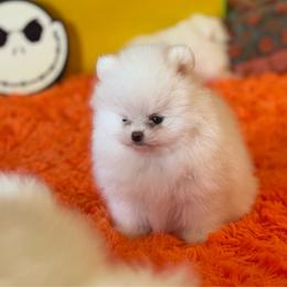 Casper - White male Pomeranian puppy in Los ángeles, California from Jose Navarro
