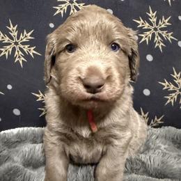 August - female Long Haired Weimaraner puppy in Blanchardville, Wisconsin from Northern Bluegrass Weimaraners