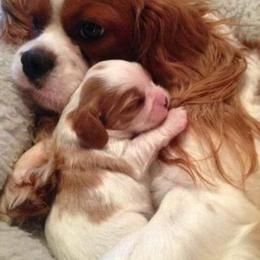 Cavalier King Charles Spaniel Puppies from Oxford Cavaliers