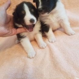 Shetland Sheepdog Puppies from Hawks Acres Shetland Sheepdogs