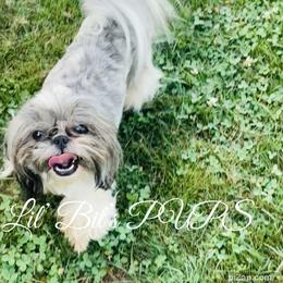 Lou Lou - Shih Tzu