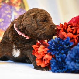Sunny - Chocolate female Australian Labradoodle puppy in Sturbridge, Massachusetts from Pawlite Best Friends