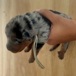 Teal female - Harlequin female Beauceron puppy in Floyd’s Knobs, Indiana from Birdwing Beaucerons