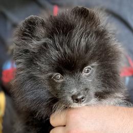 Pomeranian puppies from Hope Mountain Pomeranians
