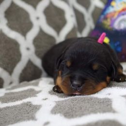Rottweiler Puppies from Ostenberg Rottweilers LLC