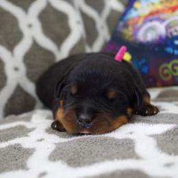 Rottweiler Puppies from Ostenberg Rottweilers LLC