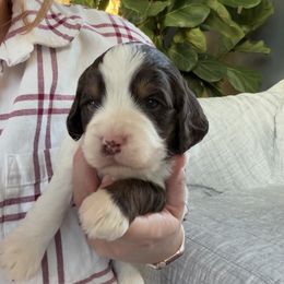 Fred - Liver white and tan male Springerdoodle puppy in Dundee, Ohio from Evalina Miller's Spaniels