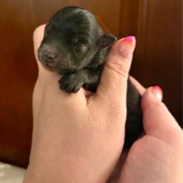 Rachel - Black female Pomeranian puppy in Springfield, Missouri from Hope Mountain Pomeranians