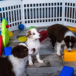 Border Collie and Maremma Sheepdog Puppies from 2J 2K Border Collies & Maremma Sheepdogs